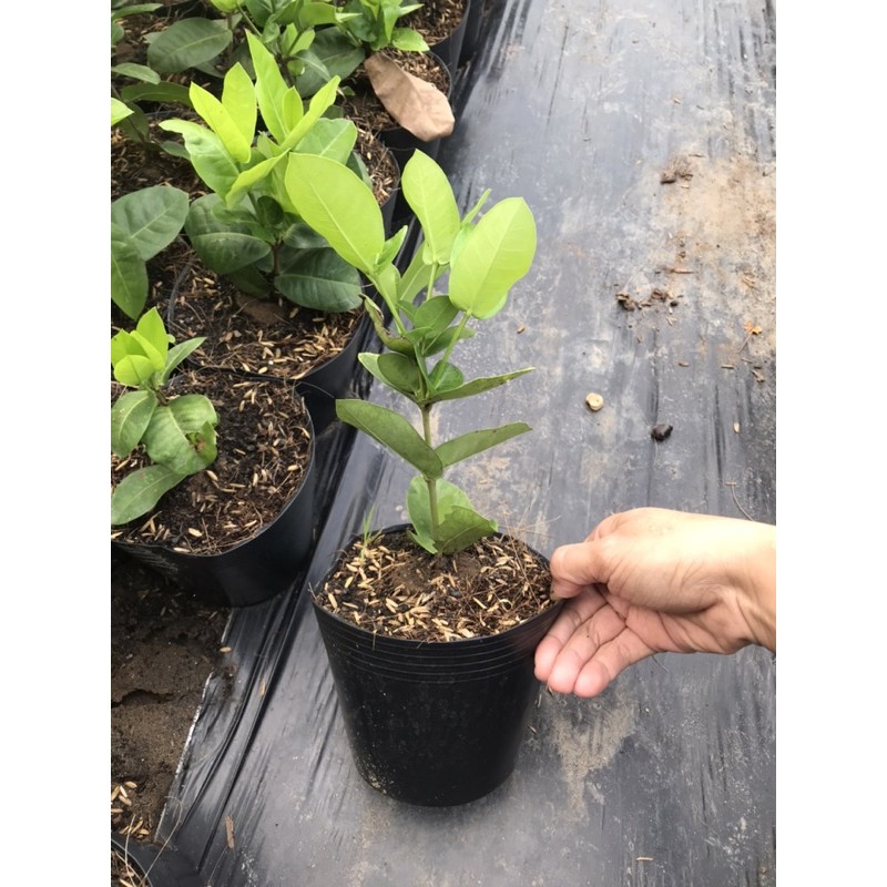 Bông trang  vàng pháp giống