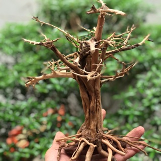 Cây bonsai cổ thủ cho hồ cá thuỷ sinh C25xD20