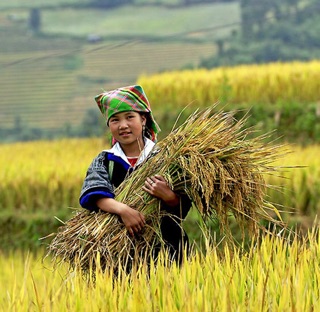 500GRAM CỐM KHÔ TÚ LỆ (ĐẶC SẢN YÊN BÁI)