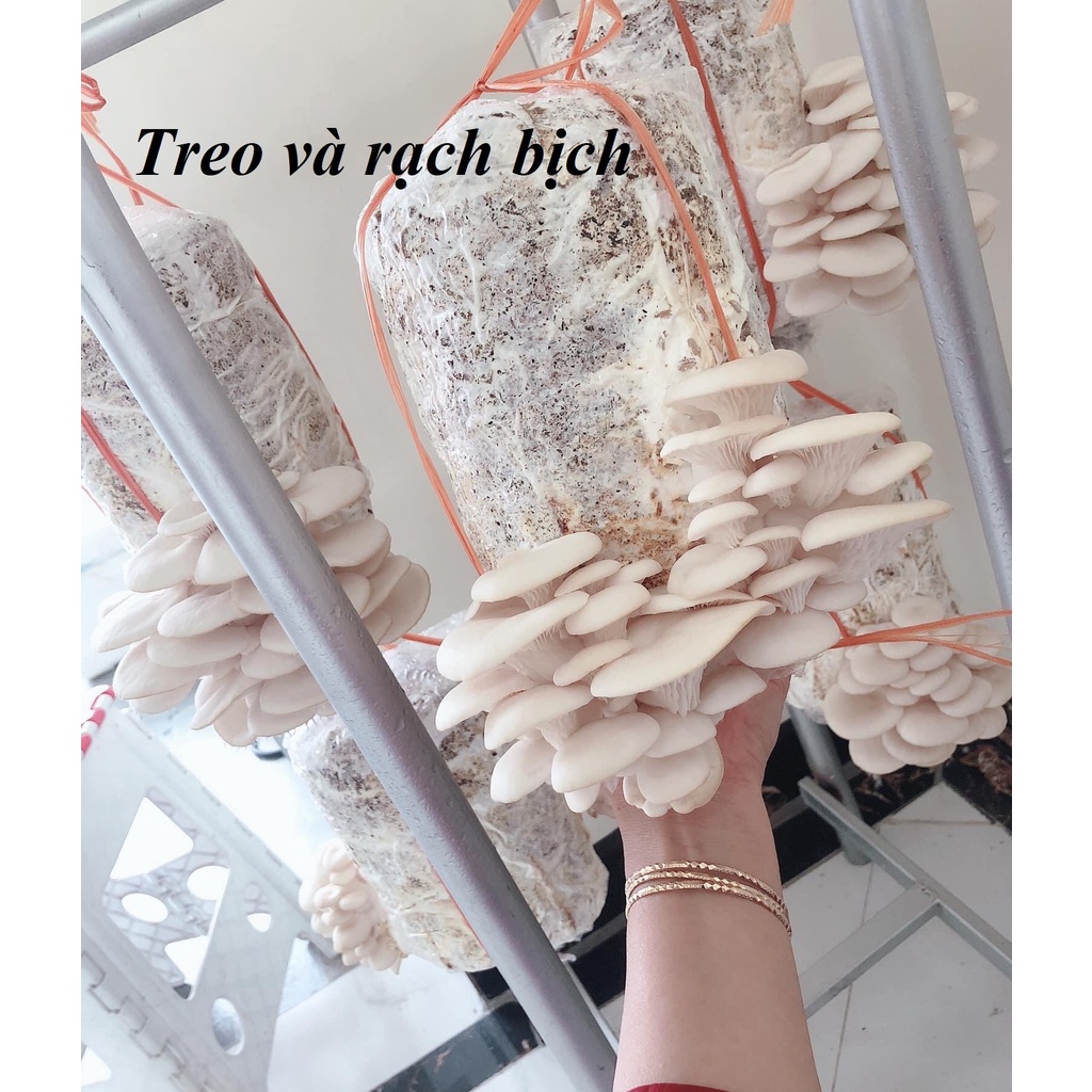 Combo 9 Phôi Nấm Sò Cao Sản Giá Tại Trại - Trồng đủ 3-4 người ăn thoải mái