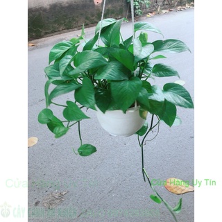 Chậu trầu bà xanh treo