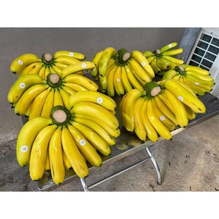 Cây giống chuối laba .