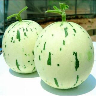 Dưa lê silvestar F1