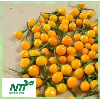 Hạt giống ớt charapita peru siêu cay