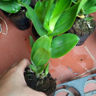 Dendro hoa hồng cây giống