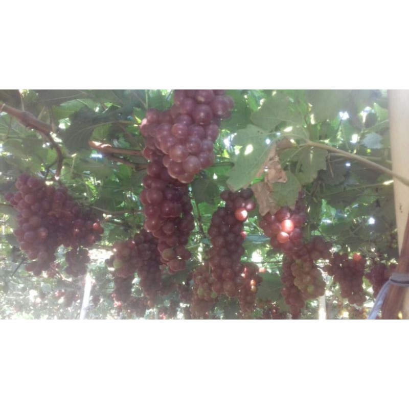 NƯỚC NHO NINH THUẬN LÊN MEN