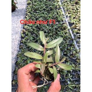 combo giả hạc gieo hạt có mặt hoa
