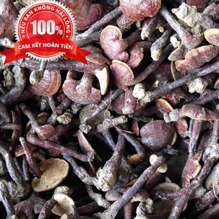Nấm linh xanh - nấm linh chi - cao cấp