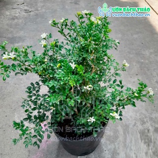 Cây nguyệt quế thái siêu bông cực thơm