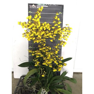 LAN VŨ NỮ RỪNG VÀNG, gửi đi nguyên chậu, hàng đang nụ và ngồng hoa cao đẹp