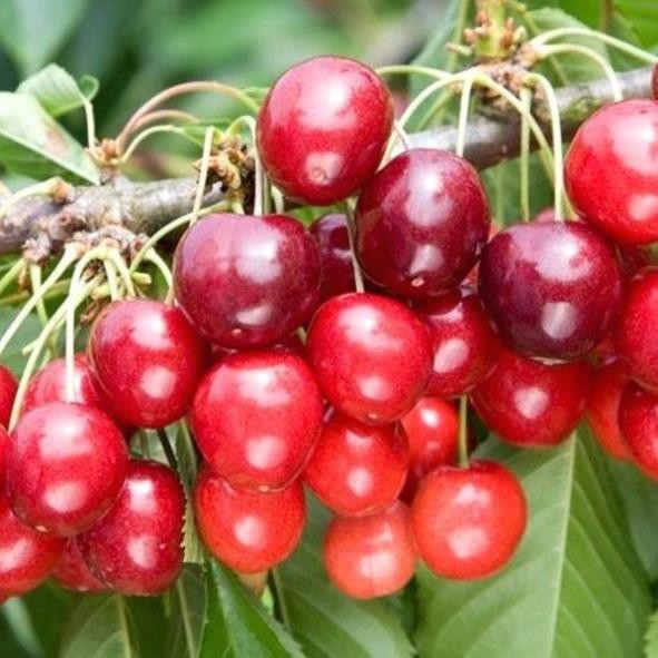 cherry đỏ(anh đào) mỹ, dòng chịu nhiệt 15k 1 gói hạt giống/10 hạt , cam kết uy tín chất lượng