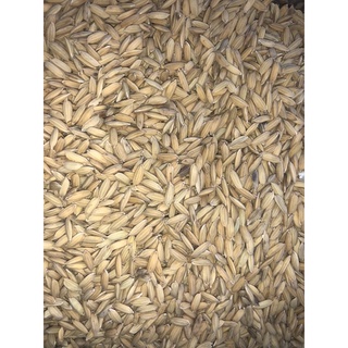 Thóc - Lúa ( 5kg )