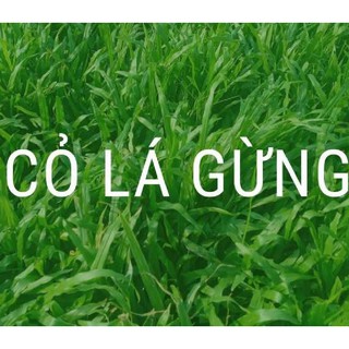 Hạt giống cỏ lá Gừng (cỏ lá Tre) - Gói 100 Hạt ( Nảy mầm tốt )