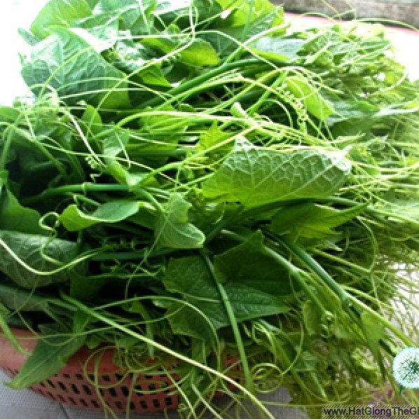 Hạt giống Bí siêu ngọn(Tặng kèm phân kích mầm rễ siêu nhanh)