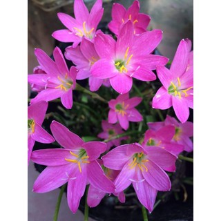 huệ mưa nội ngoại giá siêu rẻ đảm bảo mặt hoa