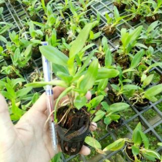 Denro cây giống
