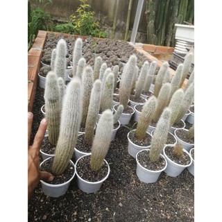 Xương Rồng Trụ Lông Trắng Cao 20cm - 30cm, 1 đổi 1 (Xương Rồng Nhật Tân)