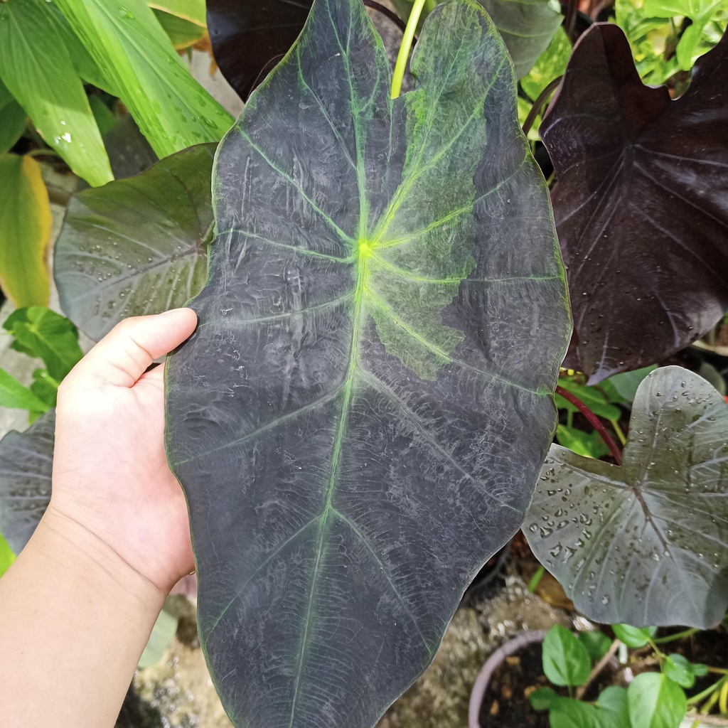 Cây colocasia black beauty