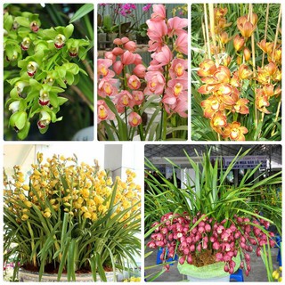 CHẬU HOA Giống Hoa Địa Lan Santo CÓ ĐỦ 10 MÀU