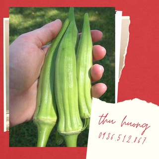 Hạt Giống Đậu Bắp Xanh F1-Quả Thơm Ngon-Bổ Dưỡng-Dễ Trồng (Gói 10G)