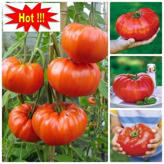 Hạt giống Cà chua khổng lồ 1kg (20 hạt)