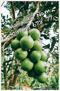 Maca Bố Nam - Hạt Macadamia Daklak - Mắc Ca