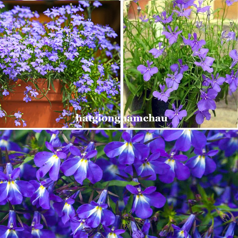 20H - HẠT GIỐNG HOA LOBELIA RŨ