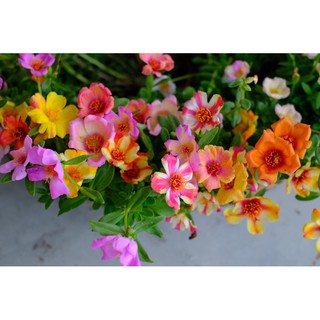 Hoa SAM THÁI ĐƠN cánh mix màu