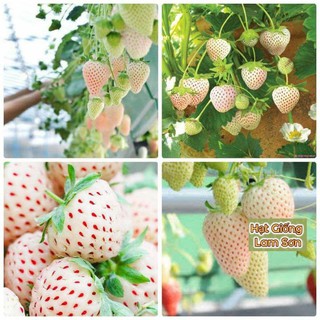 HẠT GIỐNG DÂU TÂY TRẮNG - Rất Ngon, Quý Hiếm,Tốt Cho Sức Khỏe.