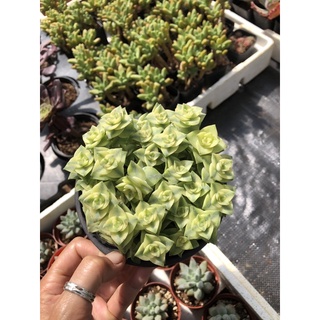 Sen đá Xiên Thịt viền đỏ 17cm