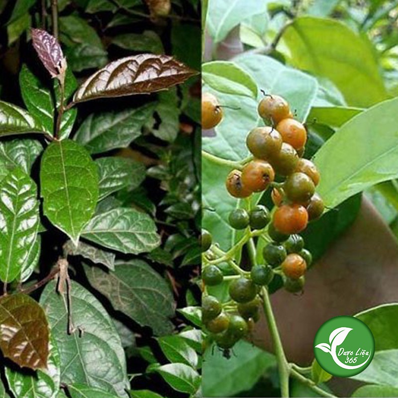 Xạ đen Hòa Bình khô [500g]