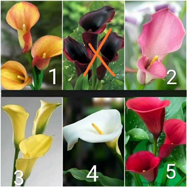 Củ hoa Rum nhiều mầm 100% lên