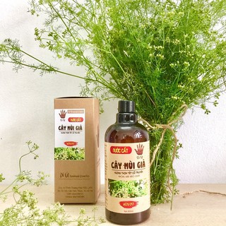 COMBO 05 Chai Nước Cất Cây Mùi Già 500ml Già Tắm, Xông Nhà, Lau Dọn Bàn Thờ Ngày Tết Cổ Truyền