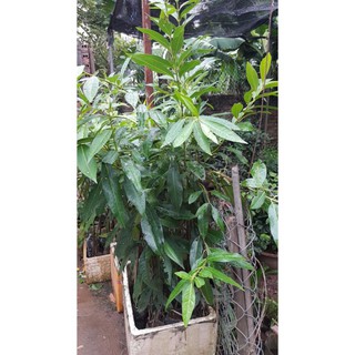[ Xả - Cắt Lỗ ] Vối nếp cao 1.5 m đã cho thu lá