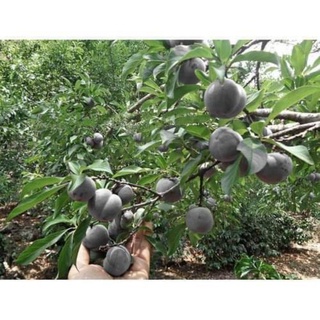 Giống Mận Đen Chile