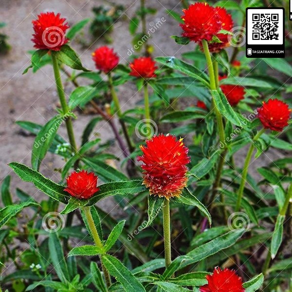 Hạt giống cúc bách nhật đỏ