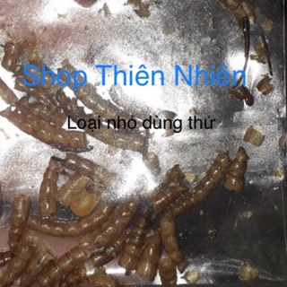 Sâu gạo loại nhỏ cho hamter