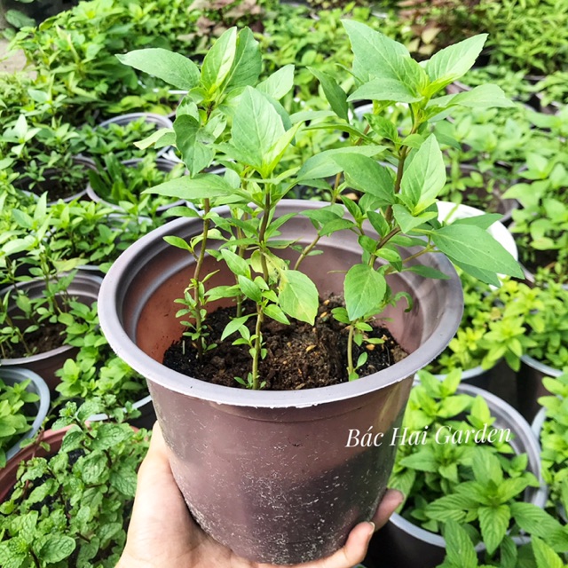 Rau húng quế- Rau gia vị vườn nhà