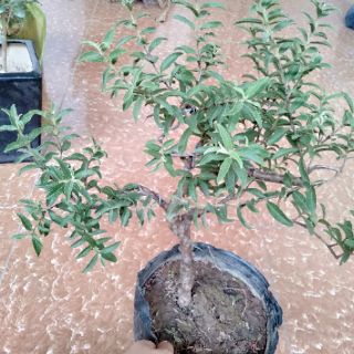 Cây ổi lá rí bonsai