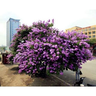Cây giống bằng lăng tím