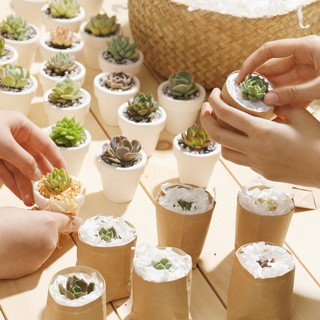 [HB GIFT] Quà Tặng Sen Đá