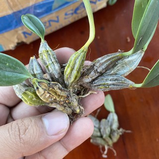 [Rẻ vô địch]  Lan vảy rồng- 1khóm