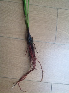 Cây thủy trúc