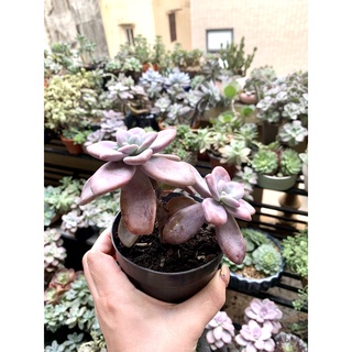 Sen đá thụ Hồng cánh tiên