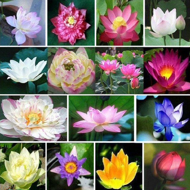 COMBO 10 HẠT GIỐNG SEN MINI NHẬT 10 MÀU