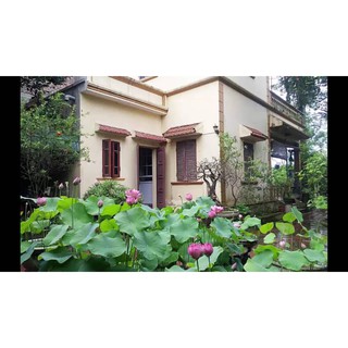 10 Hạt giống Sen Ta (kèm hướng dẫn)