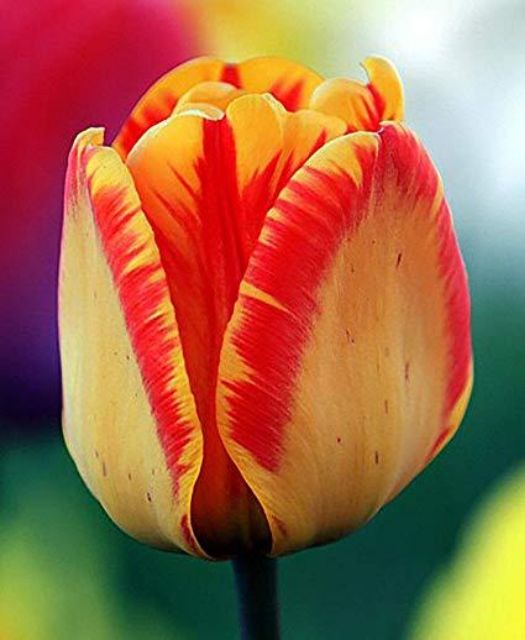 Củ hoa tulip màu vàng viền đỏ nhập khẩu hà lan