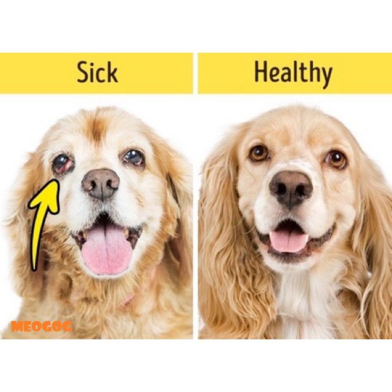 Thuố.c nhỏ mắt tai mũi cho thú y chó mèo lợn gà, thú cưng đa.u mắt, vi.êm k.ết mạc, sưn.g mắt, gèn, dử, chảy nước mắt