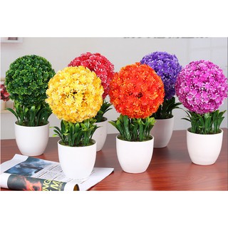 Combo 4 chậu hoa cẩm tú cầu