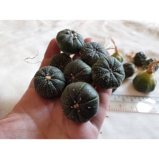 Xương rồng Aster nhiều chấm (size 2,5-3,5 cm)